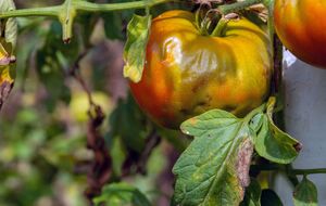 Захворювання томатів можна перемогти за п'ять – сім днів