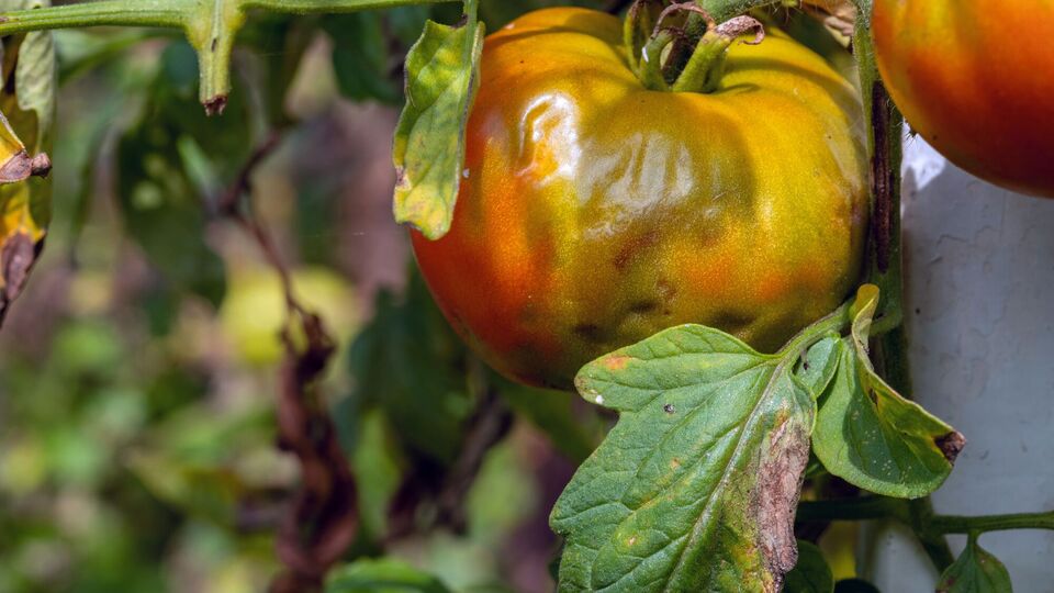 Заболевания томатов можно победить за пять – семь дней