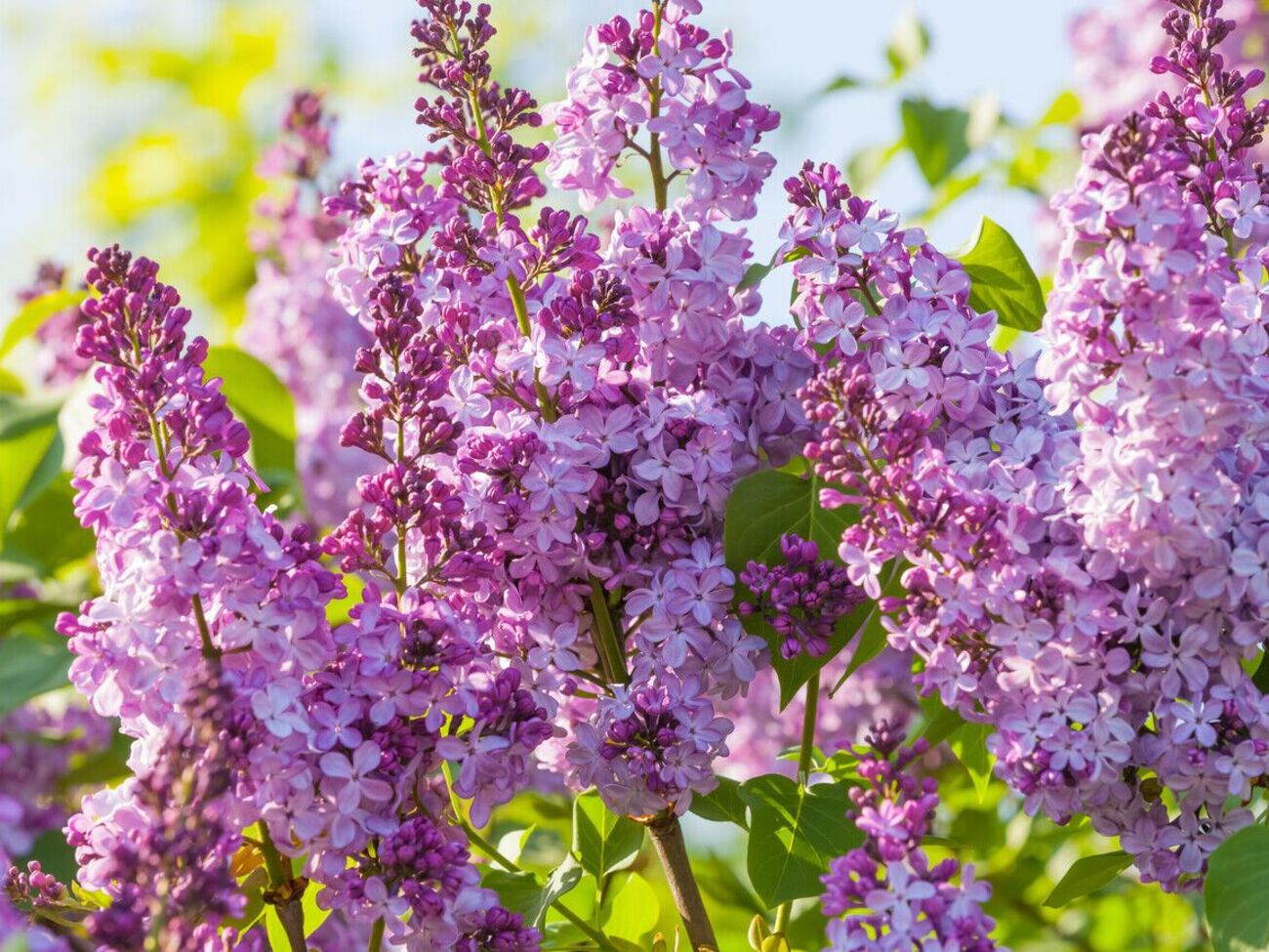 Кусты сирени высаживают в конце августа или начале сентября