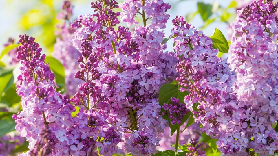 Кусты сирени высаживают в конце августа или начале сентября