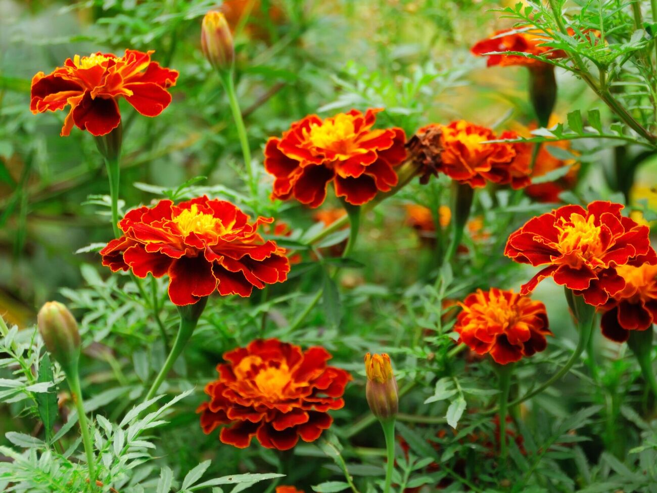 После того, как бархатцы отцветут, их остатки могут быть использованы в качестве органического удобрения
