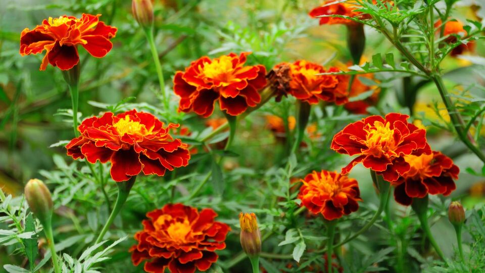 После того, как бархатцы отцветут, их остатки могут быть использованы в качестве органического удобрения