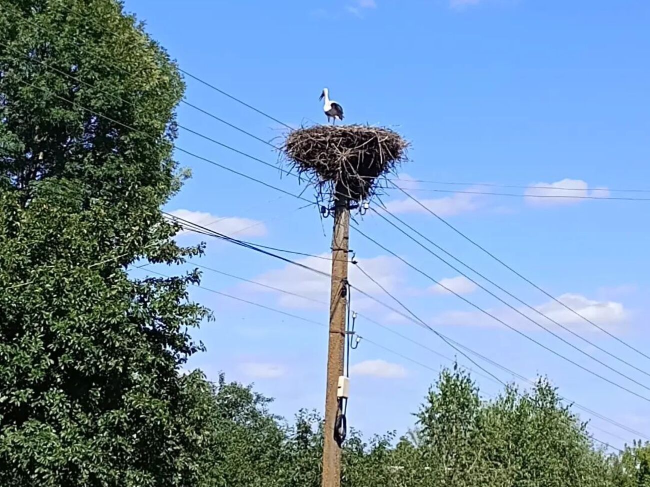 Гнездо находится в селе Новоселица