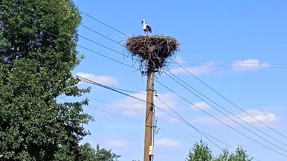 Гнездо находится в селе Новоселица
