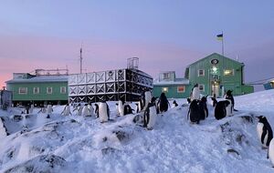 Пингвины для своих гнезд воруют даже части станции "Академик Вернадский"