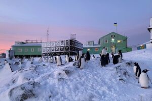 Пингвины для своих гнезд воруют даже части станции "Академик Вернадский"