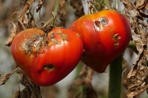 Вершинную гниль можно предотвратить