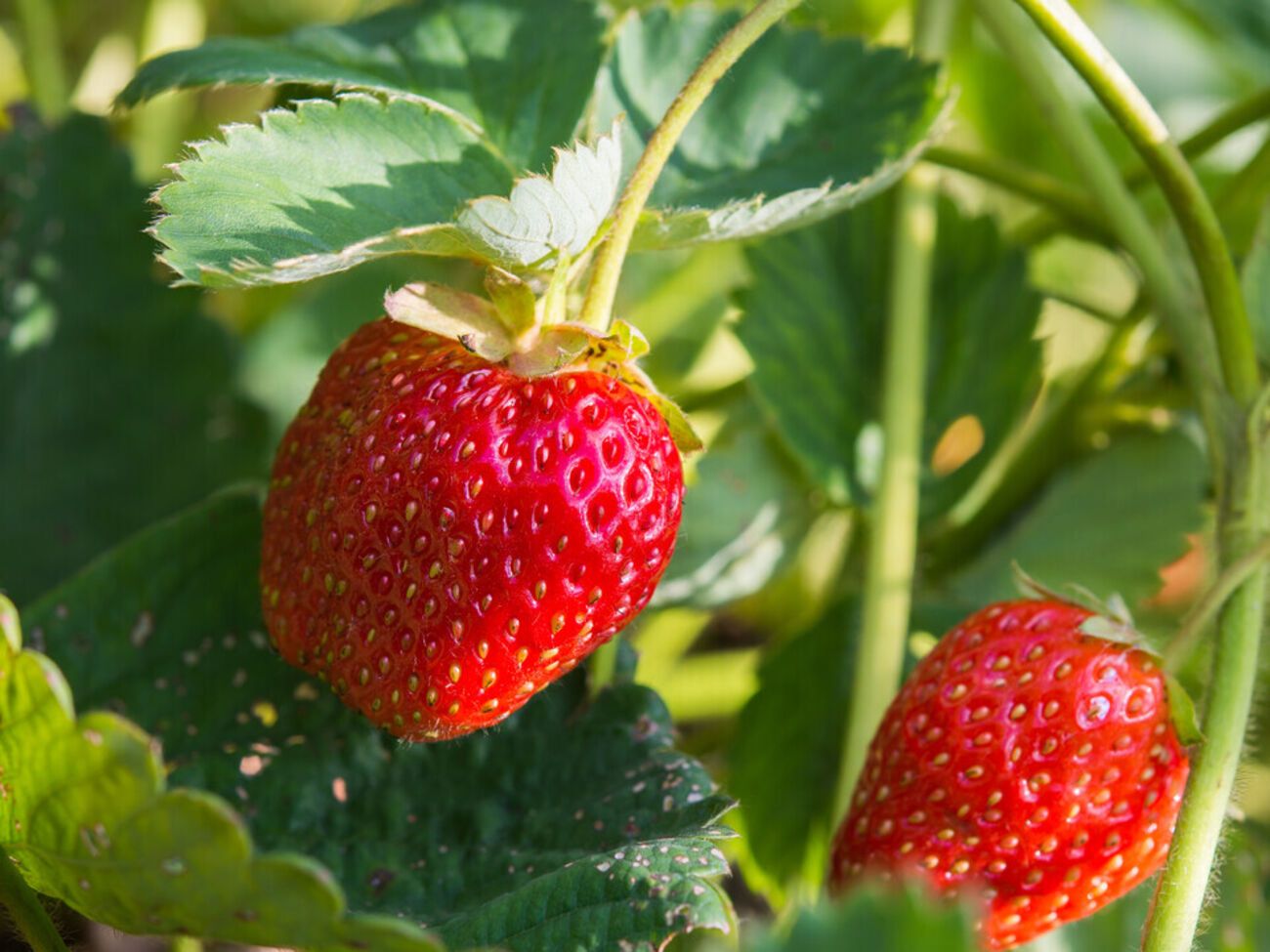 Полуницю потрібно пересаджувати раз на чотири роки