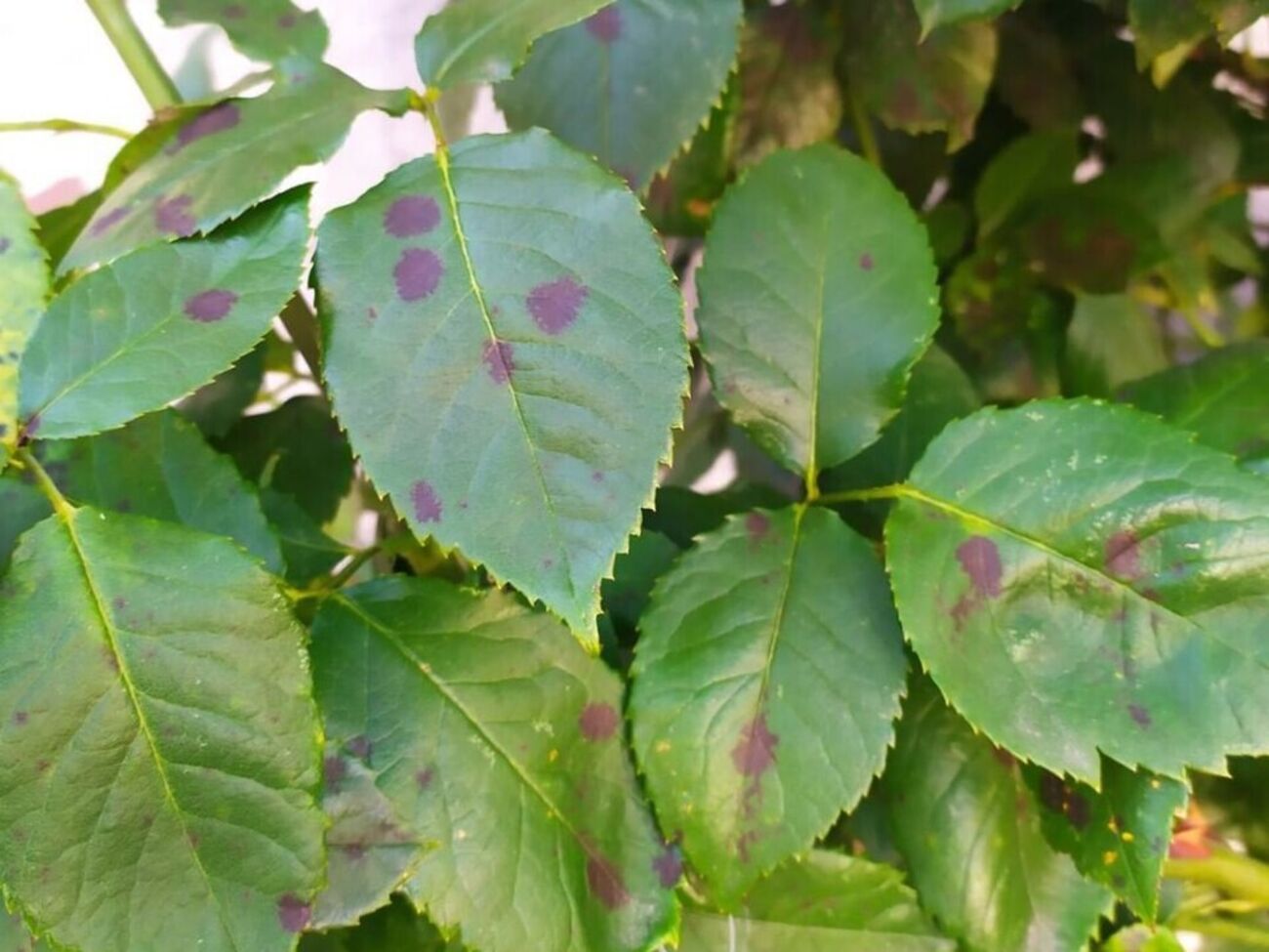 Причиною появи чорних плям на листі троянд є грибок, який поширюється за допомогою спор