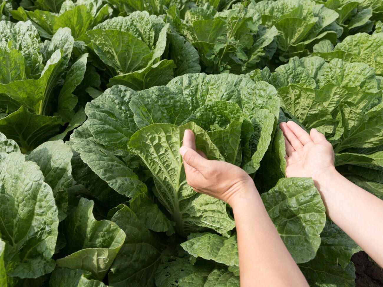 Пекинская капуста любит рыхлые почвы