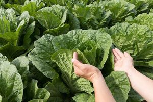 Пекинская капуста любит рыхлые почвы