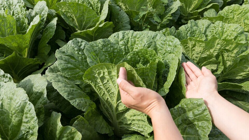 Пекінська капуста любить пухкі ґрунти