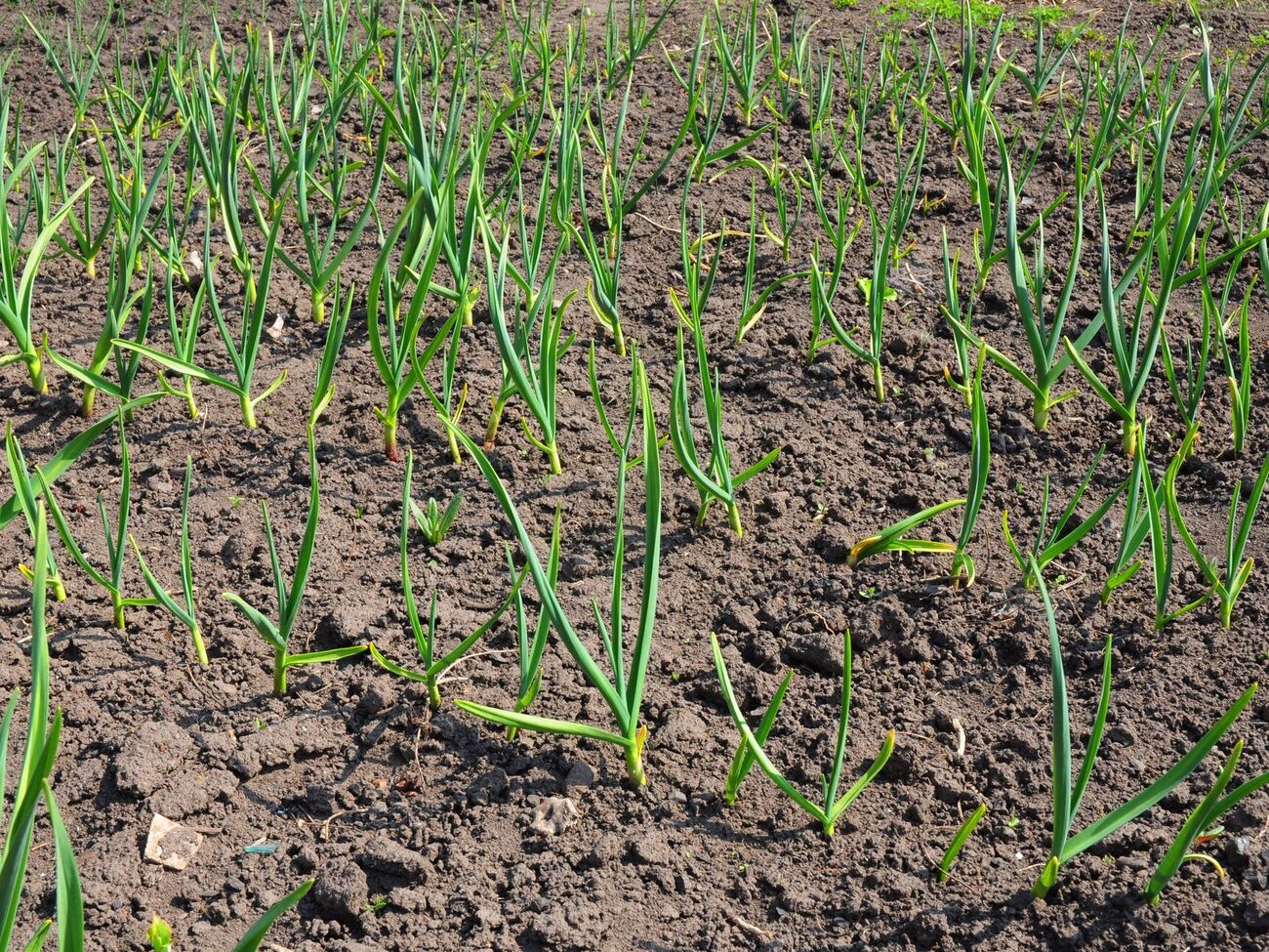 Земля після цибулі й часнику потребує мікроелементів