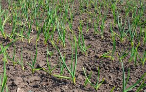 Земля після цибулі й часнику потребує мікроелементів