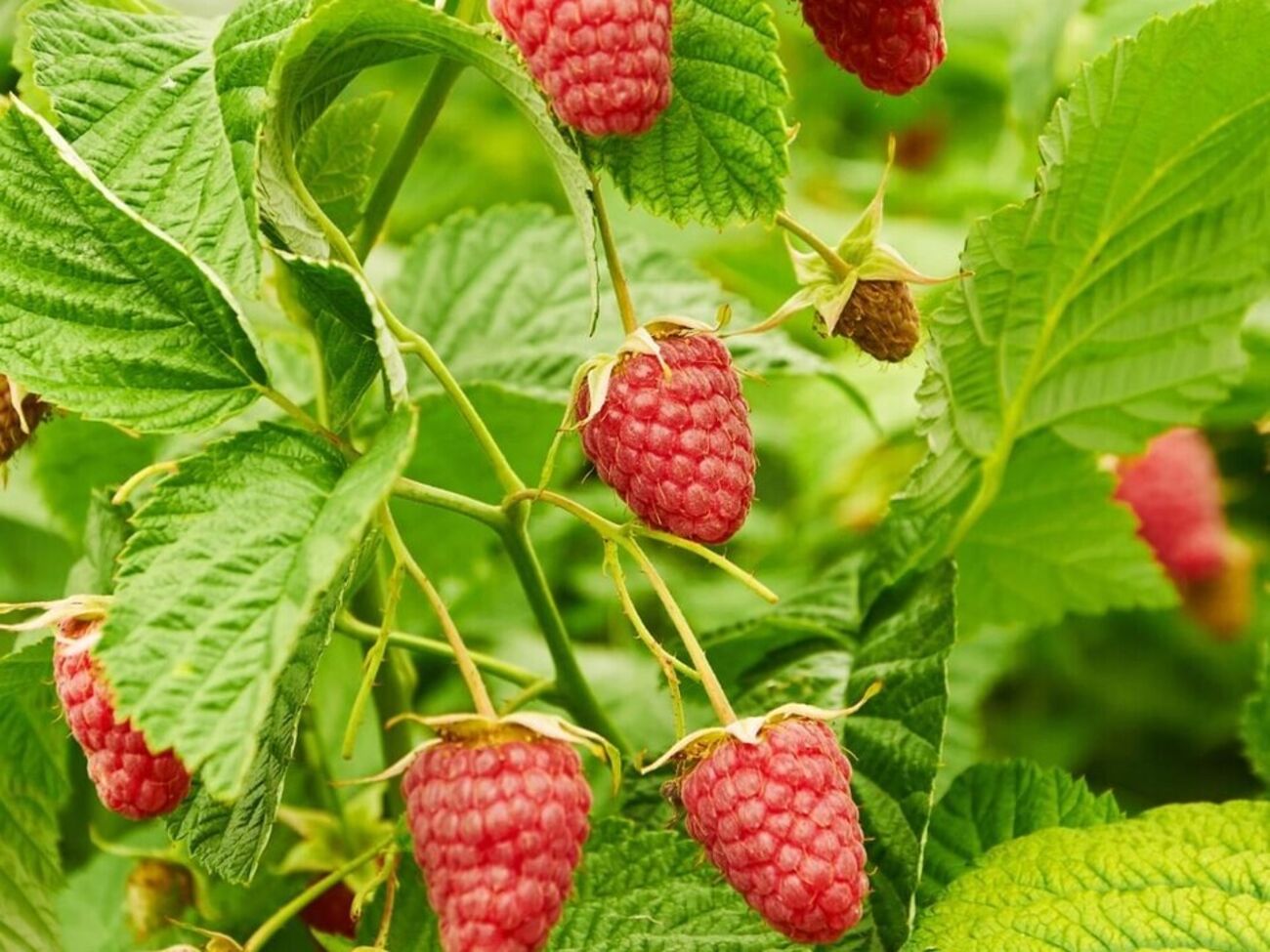 Эксперты советуют прекращать увлажнение почвы в малиннике непосредственно перед началом заморозков