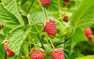 Эксперты советуют прекращать увлажнение почвы в малиннике непосредственно перед началом заморозков