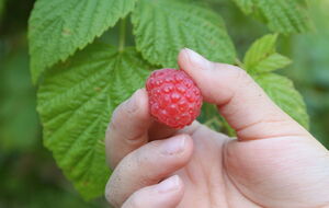 Малина после сбора урожая требует особенного ухода