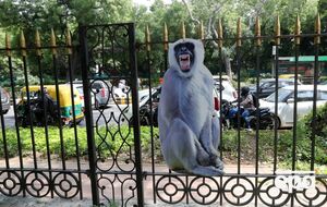 За останні кілька днів у кількох районах Нью-Делі з'явилися фігури лангурів у натуральну величину