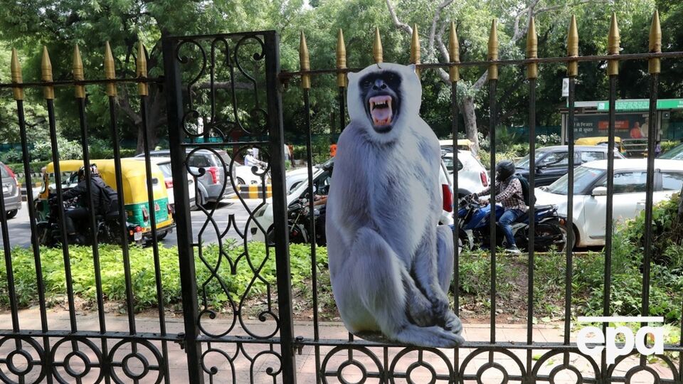 За последние несколько дней в нескольких районах Нью-Дели появились фигуры лангуров в натуральную величину