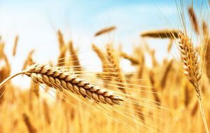 По данным Шмыгаля, для внутренних потребностей Украине нужно до 7 млн т пшеницы в год