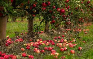Ежегодно в начале осени яблони необходимо подкормить сернокислым калием