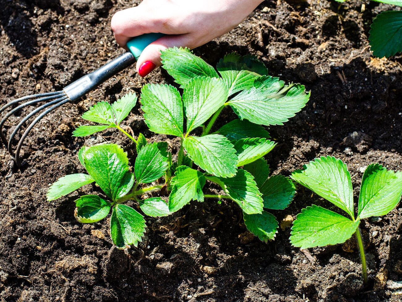Полуниця потребує рідких добрив