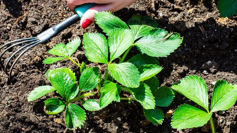 Полуниця потребує рідких добрив