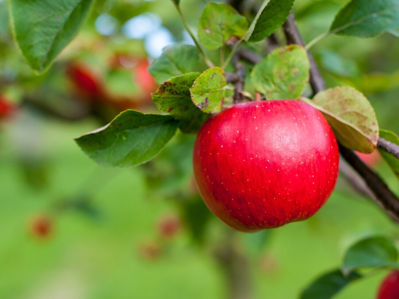 Период созревания яблок составляет 140 дней с момента цветения