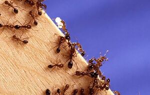 Агрессивных муравьев из Южной Америки обнаружили в Европе