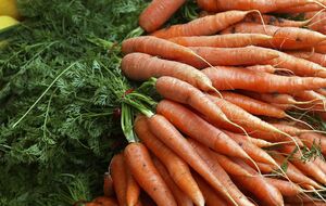 Песок для хранения моркови понадобится только сухой, так как оказавшись во влажном, она может начать пускать корни, потеряет вкусовые качества и начнет гнить