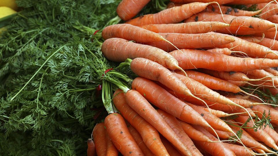 Песок для хранения моркови понадобится только сухой, так как оказавшись во влажном, она может начать пускать корни, потеряет вкусовые качества и начнет гнить