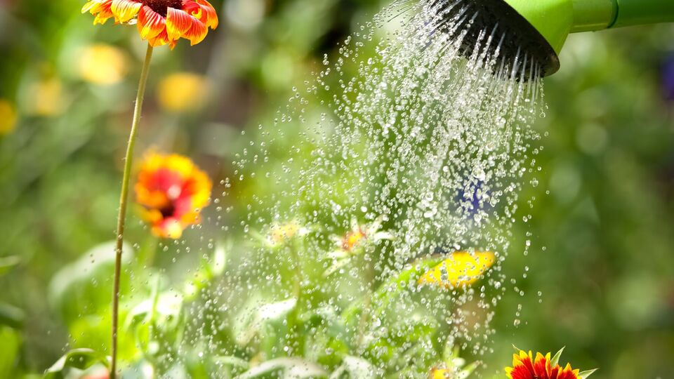 Не стоит заливать растение водой слишком обильно