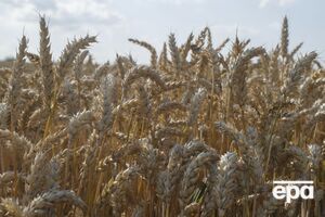 Парламент Болгарии принял решение по украинской сельхозпродукции