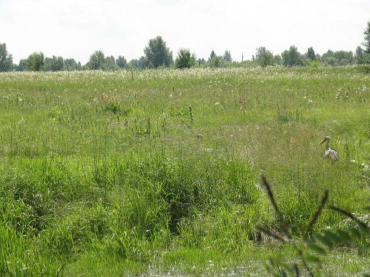 Про створення ландшафтного заказника місцевого значення "Троєщинські луки" з орієнтовною площею 381,8 га оголосили три роки тому
