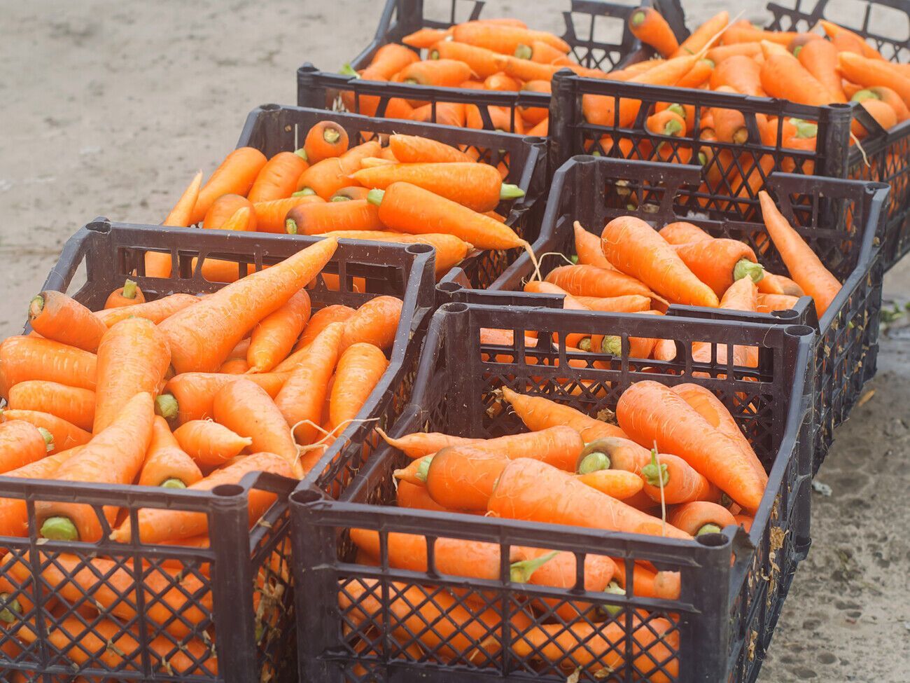 Выбрать морковь лучше всего в сухую, солнечную погоду