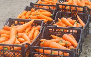 Выбрать морковь лучше всего в сухую, солнечную погоду