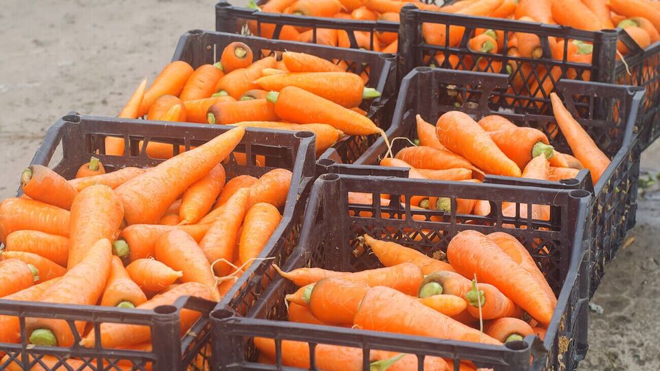 Выбрать морковь лучше всего в сухую, солнечную погоду