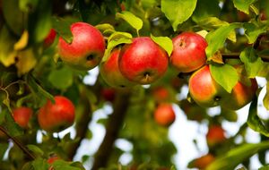Яблони дадут щедрый урожай