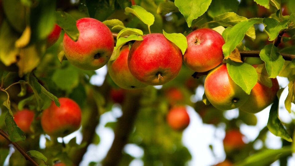 Яблуні дадуть щедрий урожай