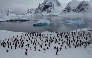 Пингвины возвращаются к весеннему сезону в Антарктиде