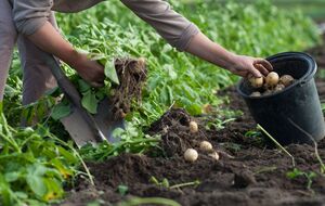 После выкапывания картофеля почву нужно обработать как можно быстрее