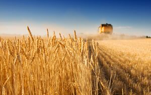 В число культур, экспорт которых Украина намерена регулировать на госуровне, попала пшеница