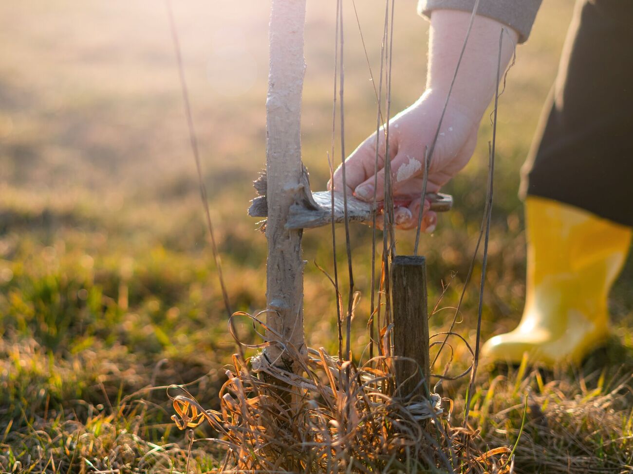Обычно высота побеленного участка составляет 1,6 м от поверхности почвы