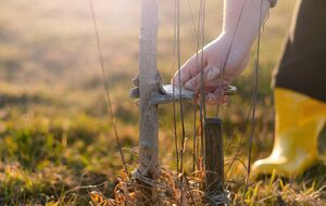 Обычно высота побеленного участка составляет 1,6 м от поверхности почвы