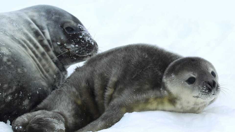Тюлени Ведделла рождаются в основном на морском льду