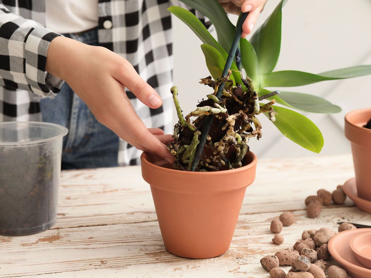 Орхидее нужна слабокислая почва