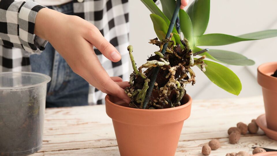 Орхидее нужна слабокислая почва