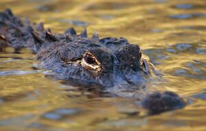 Виявленого у Флориді алігатора вбили