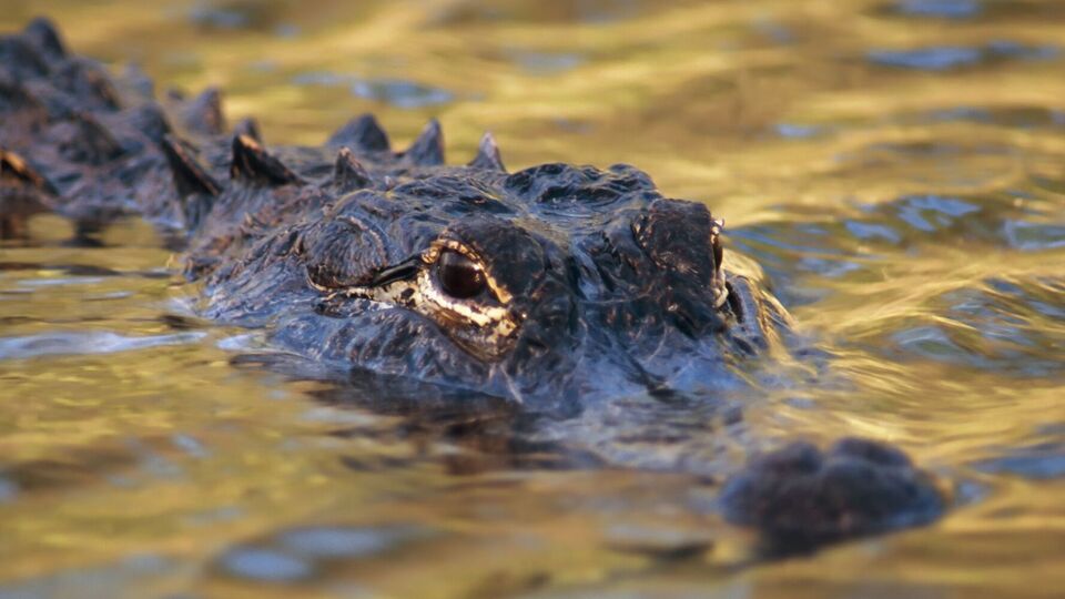 Виявленого у Флориді алігатора вбили