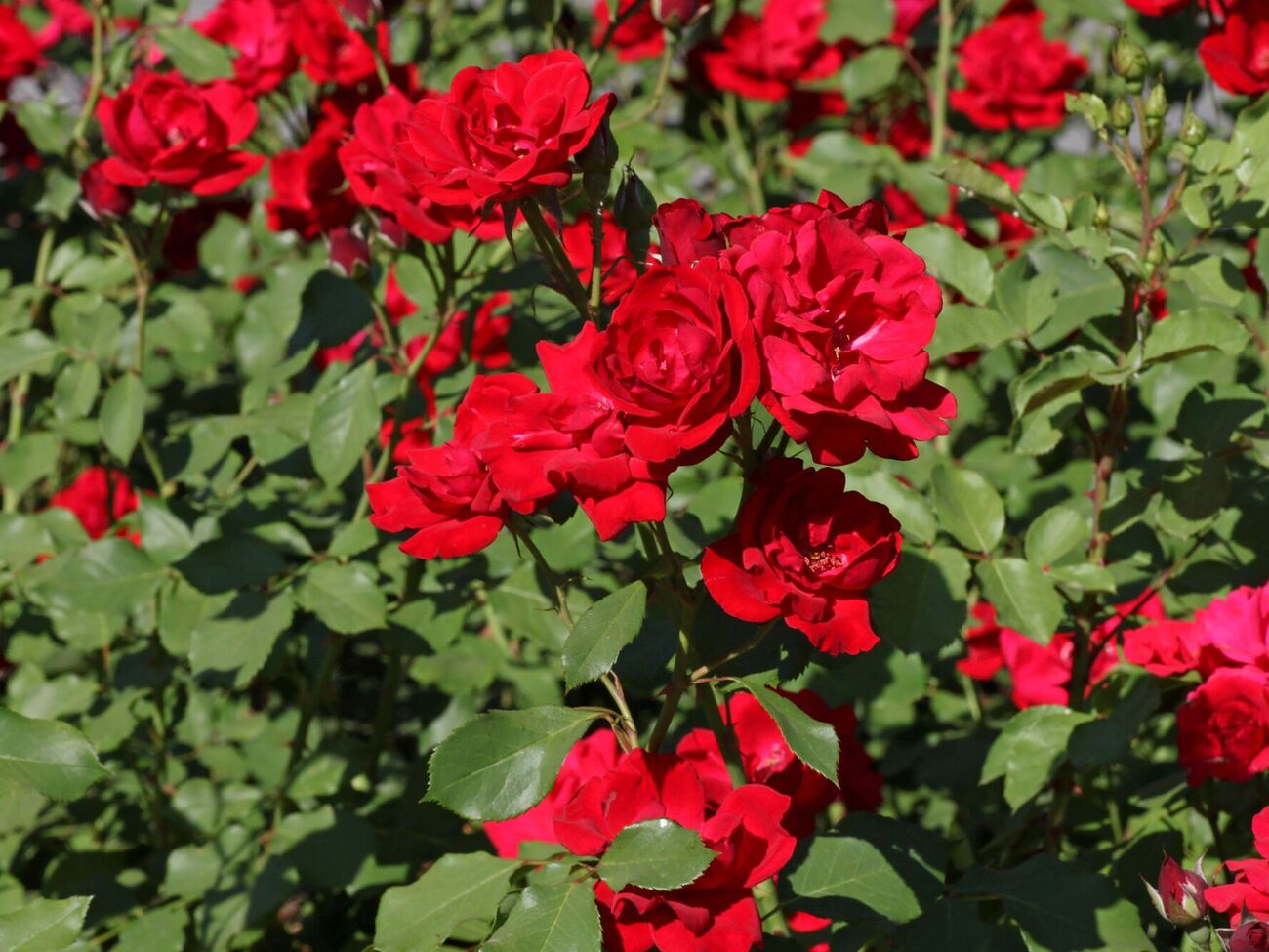 Кусты будут здоровыми и сильными